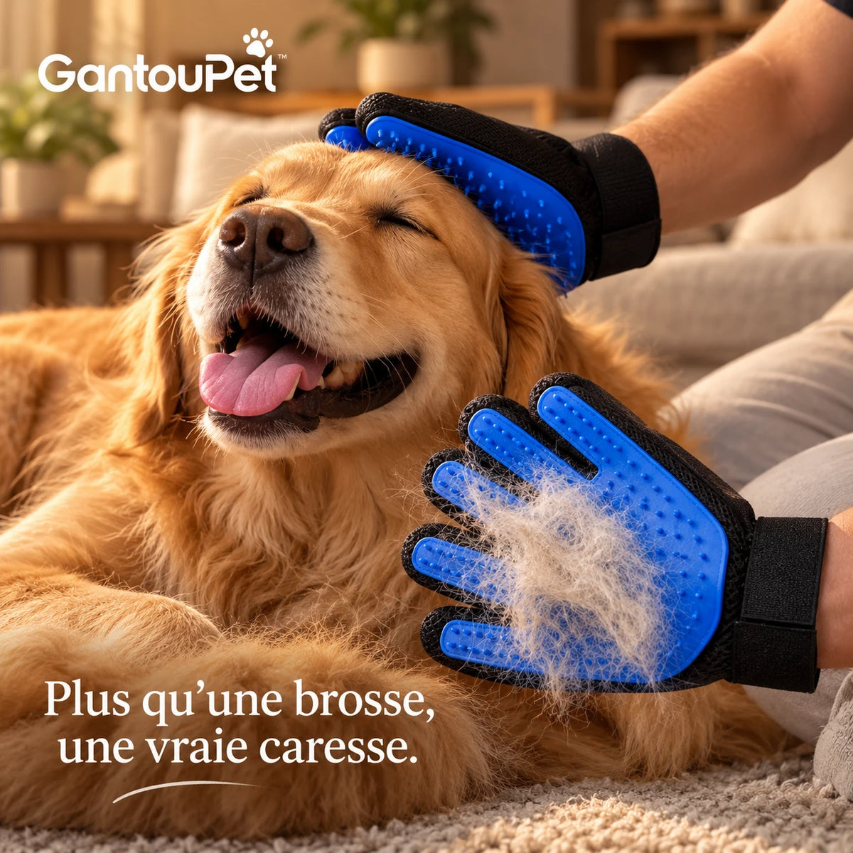 Brossage d'un golden retriever avec le gant de toilettage GantouPet